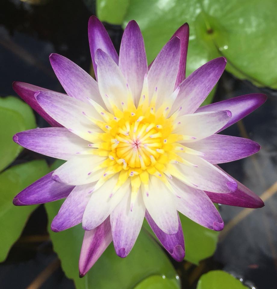 nymphaea-purple-joy