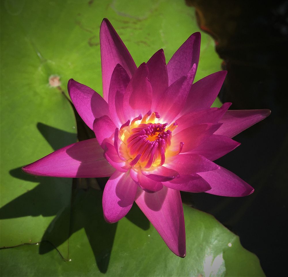 nymphaea-queen-of-siam-waterlily-tropical-day-blooming-water-lily