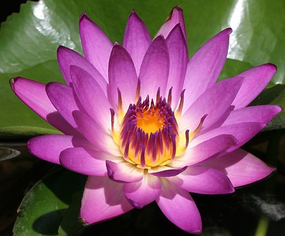 nymphaea-ruby-waterlily-tropical-day-blooming-water-lily