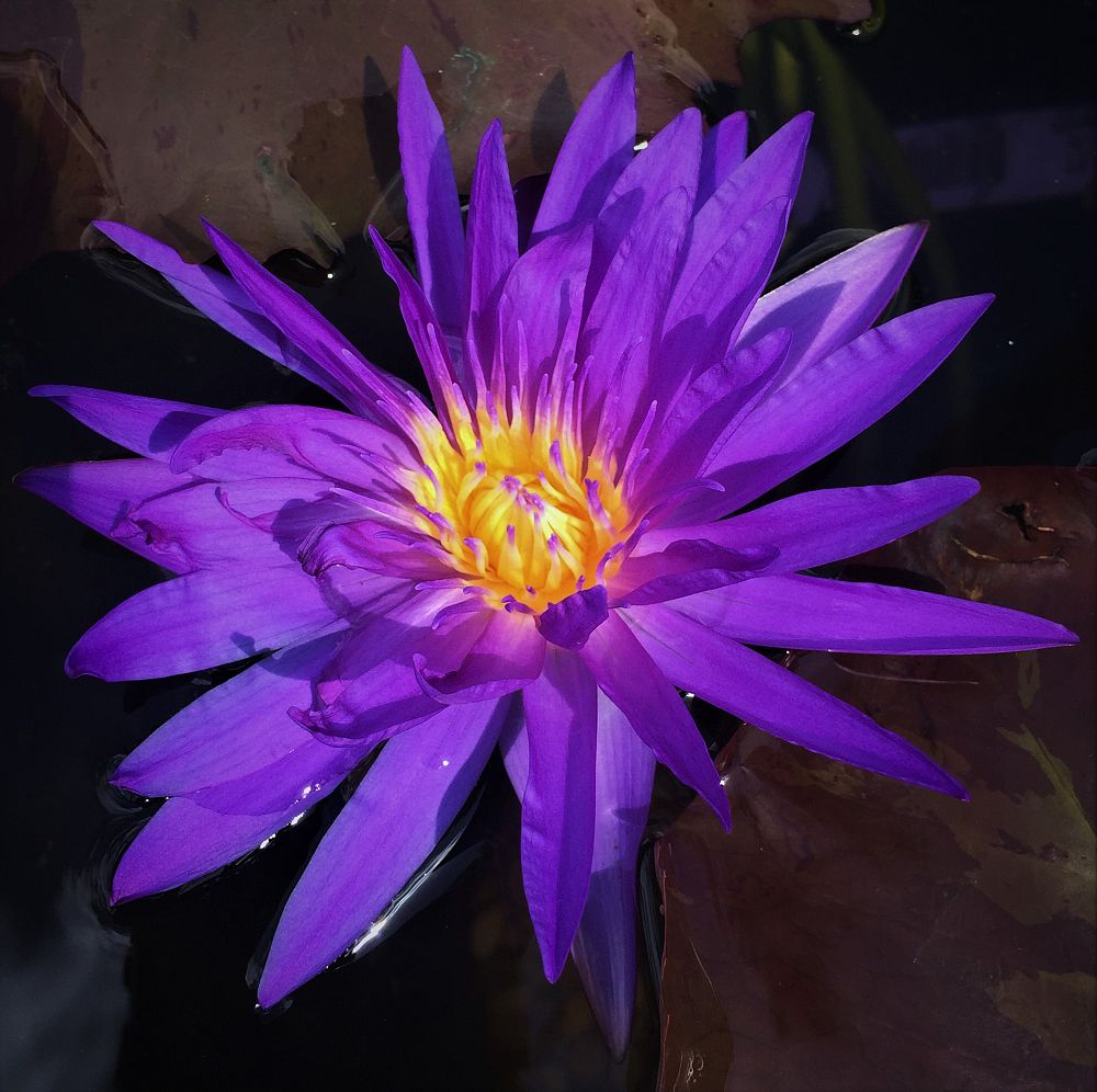 nymphaea-ultra-violet-tropical-day-blooming-water-lily
