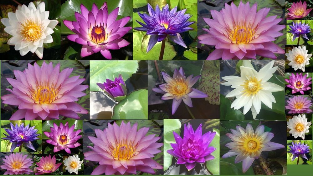 nymphaea-waterlily