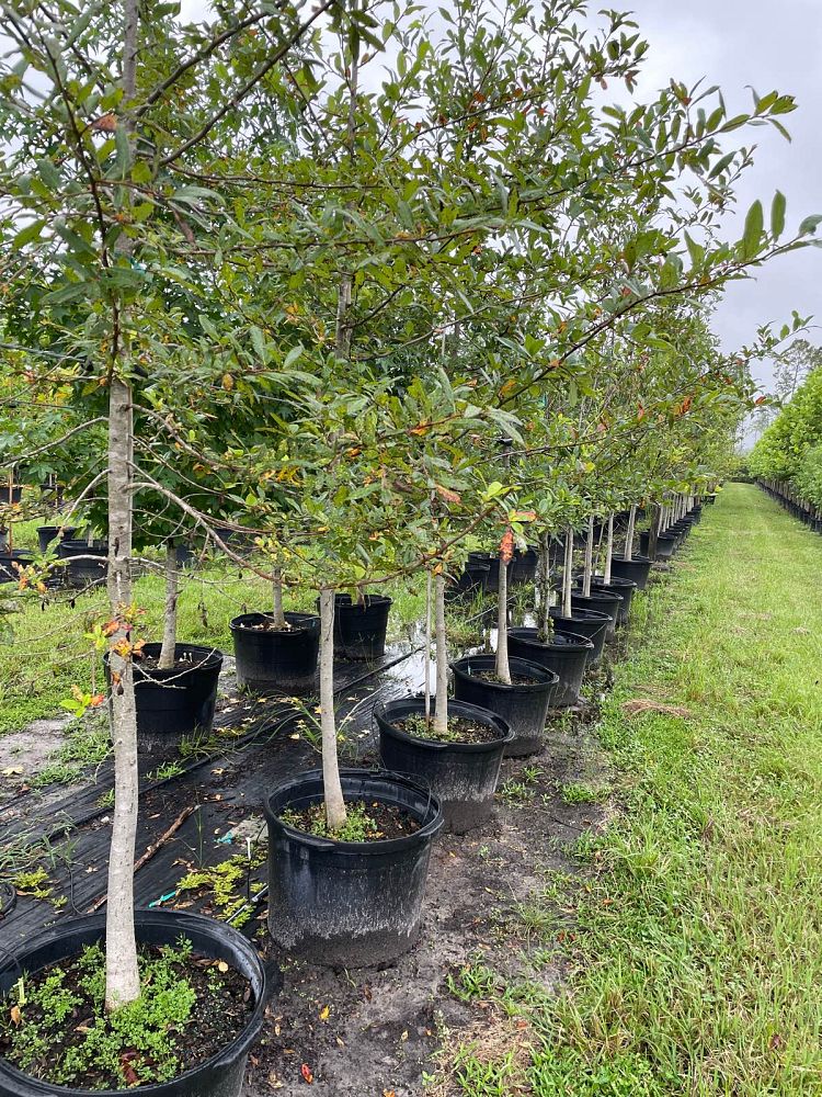 nyssa-sylvatica-biflora-black-gum-swamp-tupelo