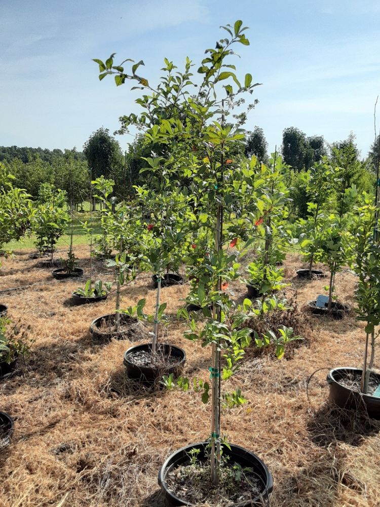 nyssa-sylvatica-biflora-black-gum-swamp-tupelo