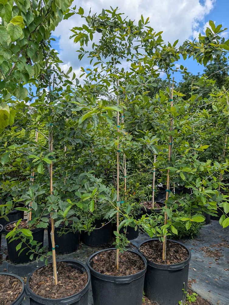 nyssa-sylvatica-biflora-black-gum-swamp-tupelo