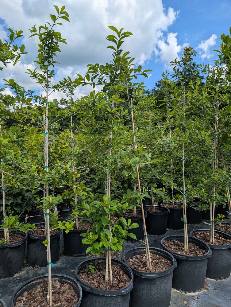 nyssa-sylvatica-biflora-black-gum-swamp-tupelo
