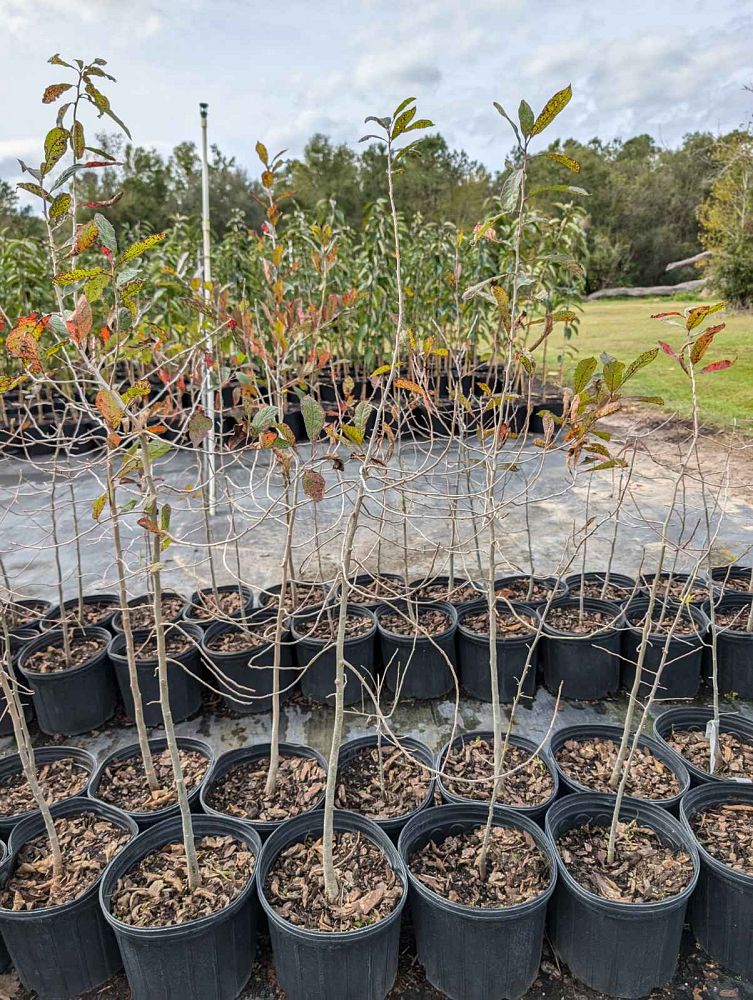 nyssa-sylvatica-biflora-black-gum-swamp-tupelo
