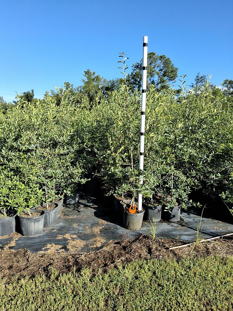 nyssa-sylvatica-biflora-black-gum-swamp-tupelo