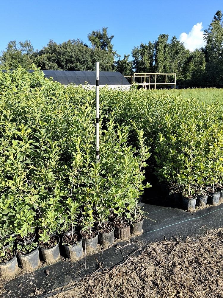 nyssa-sylvatica-biflora-black-gum-swamp-tupelo