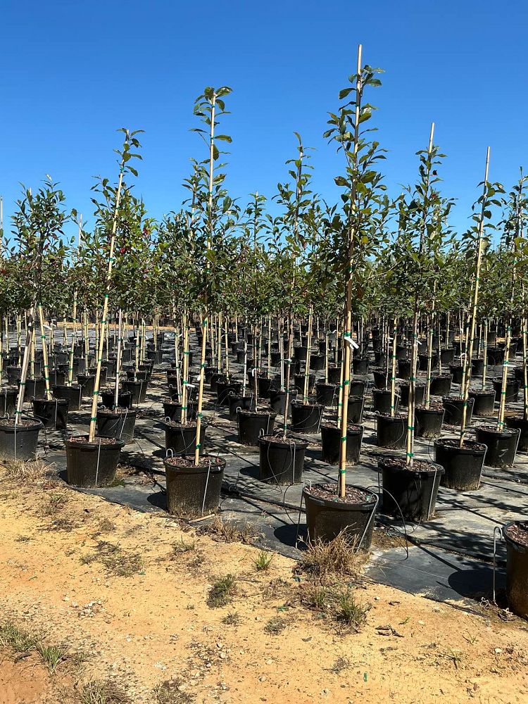 nyssa-sylvatica-the-james-black-gum-forest-fire