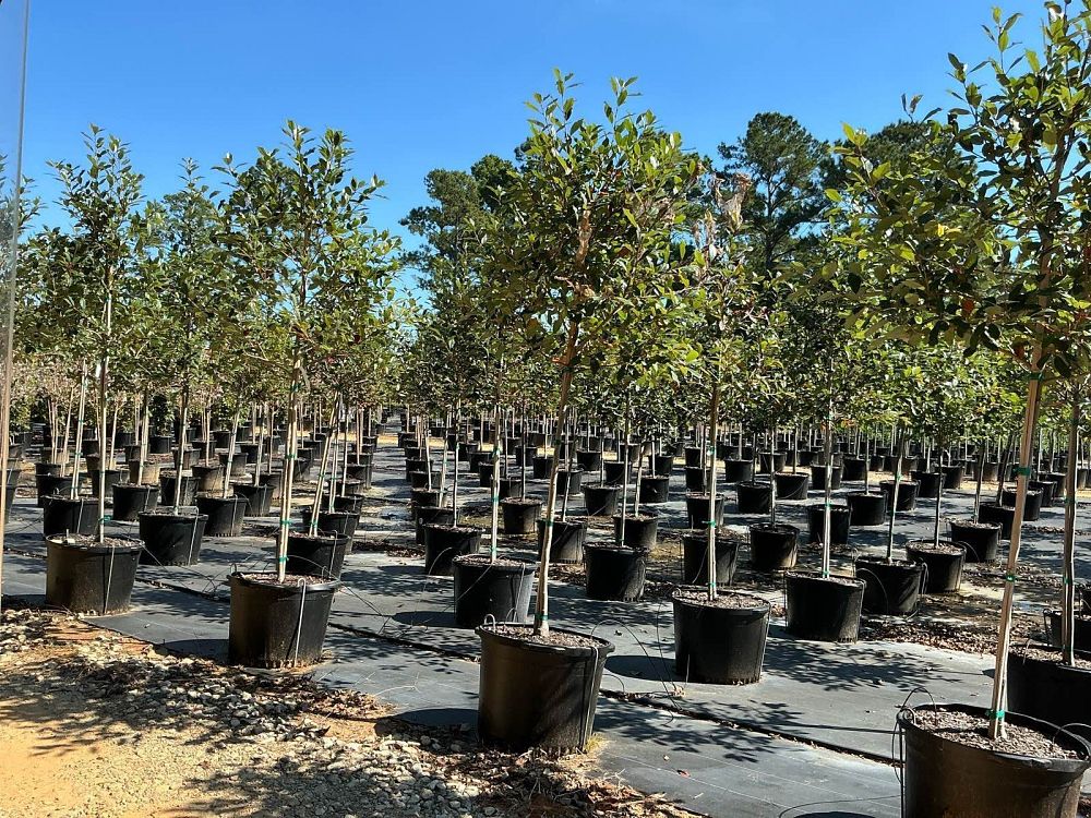 nyssa-sylvatica-wildfire-black-gum