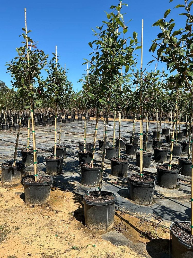 nyssa-sylvatica-wildfire-black-gum