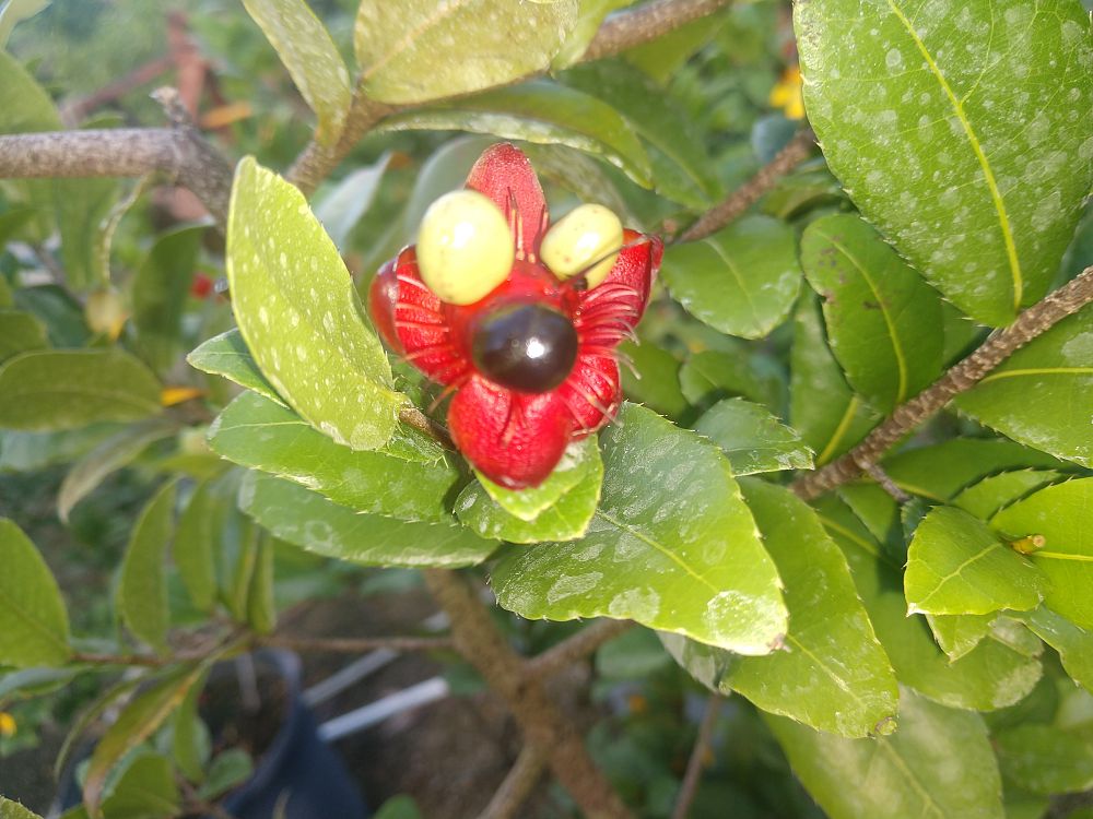 ochna-integerrima-vietnamese-mickey-mouse-plant-ochna-thomasiana-yellow-mai-flower