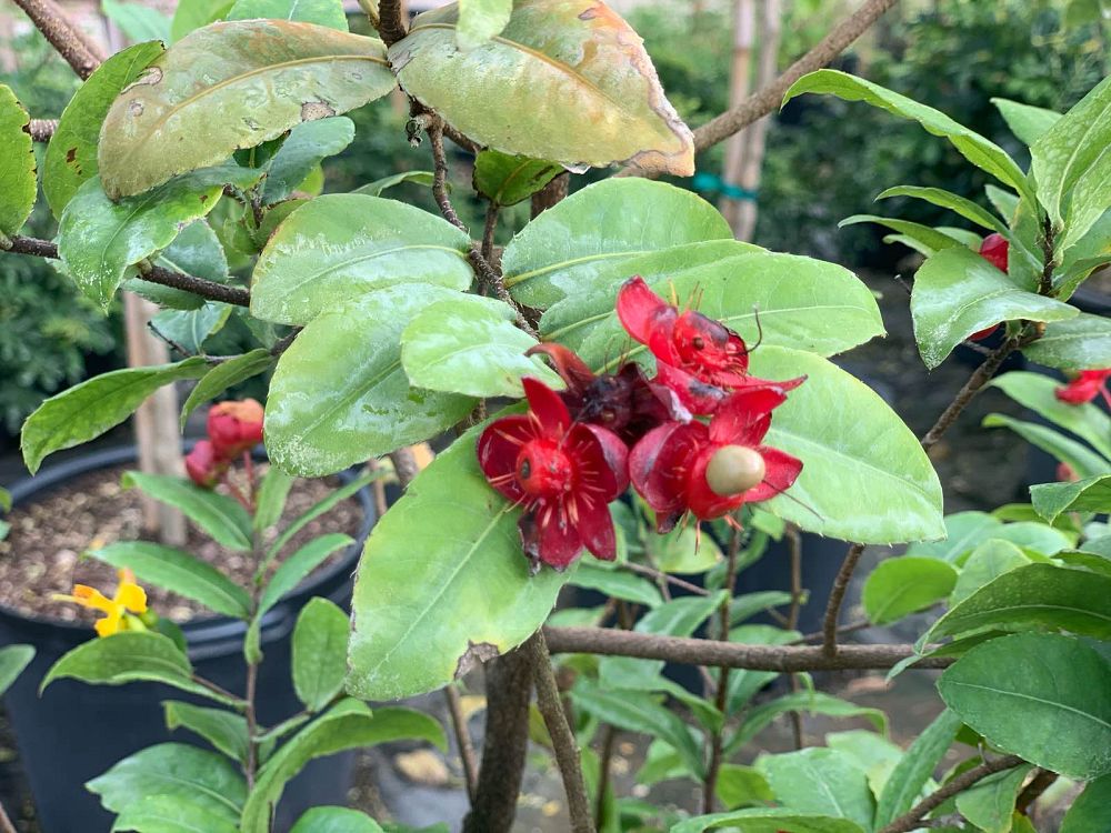 ochna-serrulata-mickey-mouse-plant