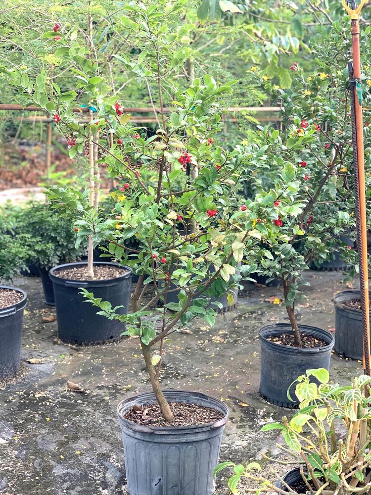 ochna-serrulata-mickey-mouse-plant