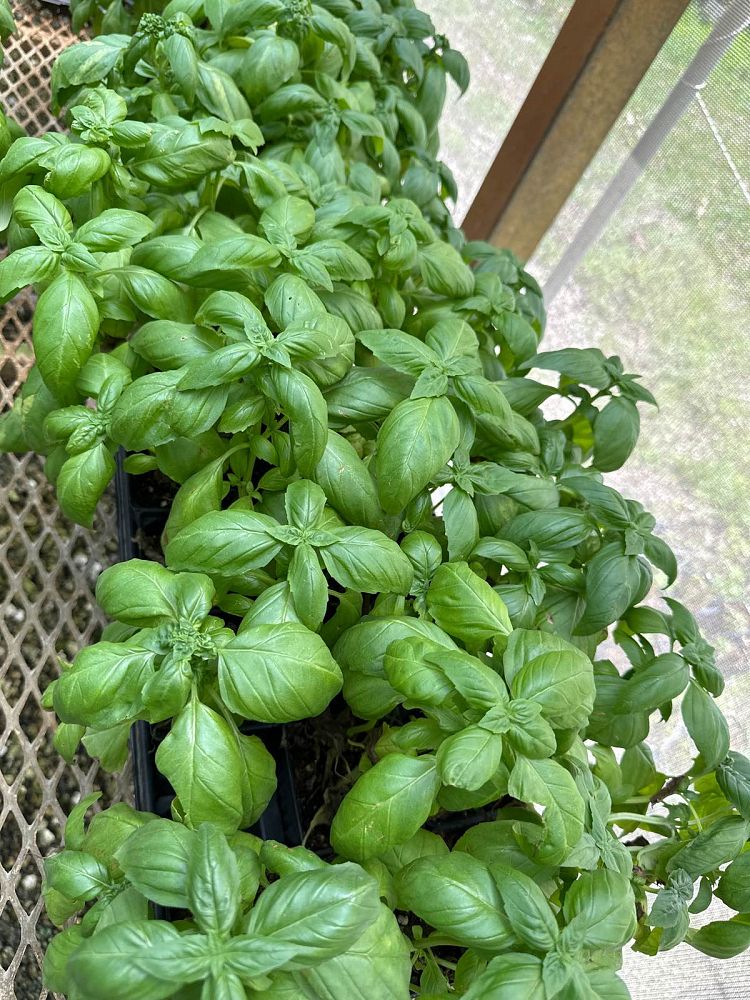 ocimum-basil