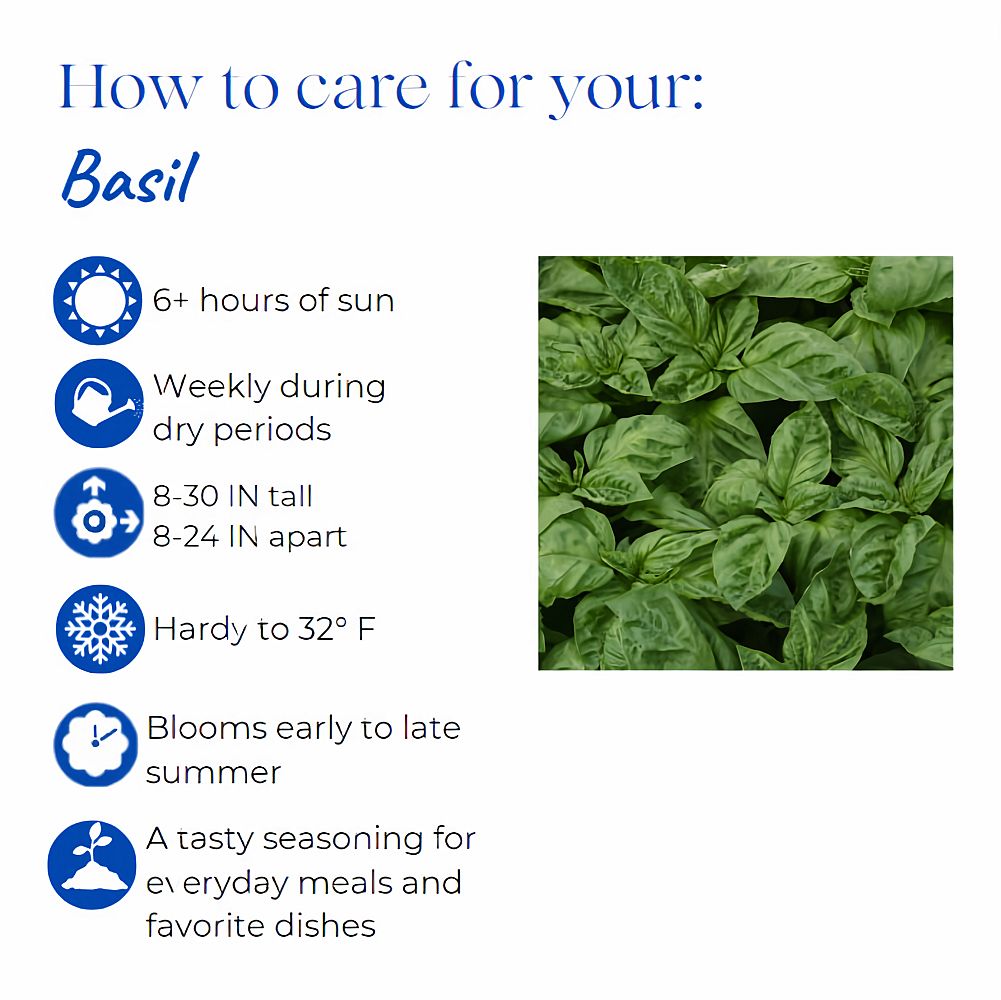 ocimum-basil
