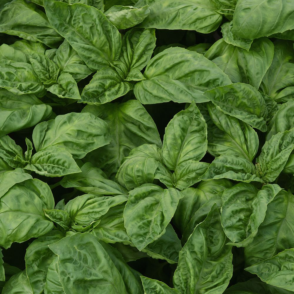ocimum-basil