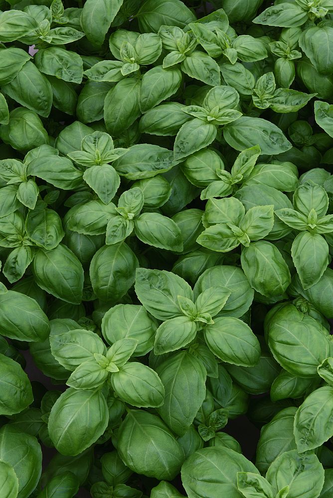 ocimum-basil