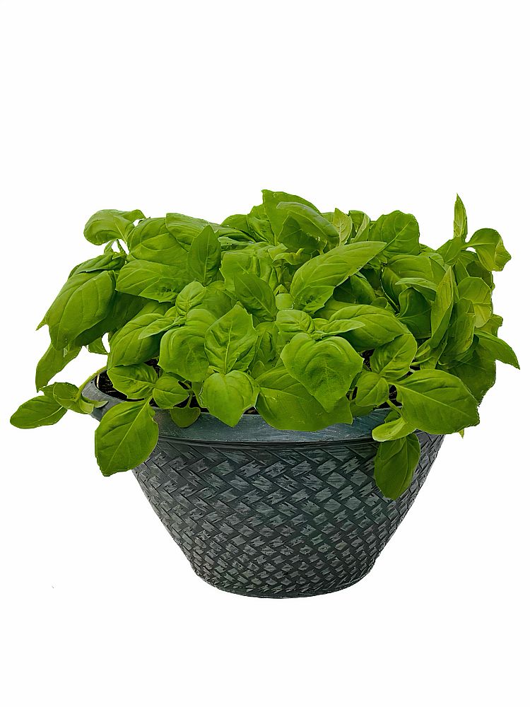 ocimum-basil