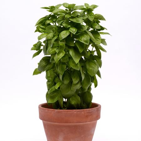 ocimum-basilicum-everleaf-emerald-towers-basil