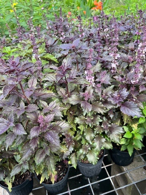 ocimum-basilicum-purple-ruffles-basil