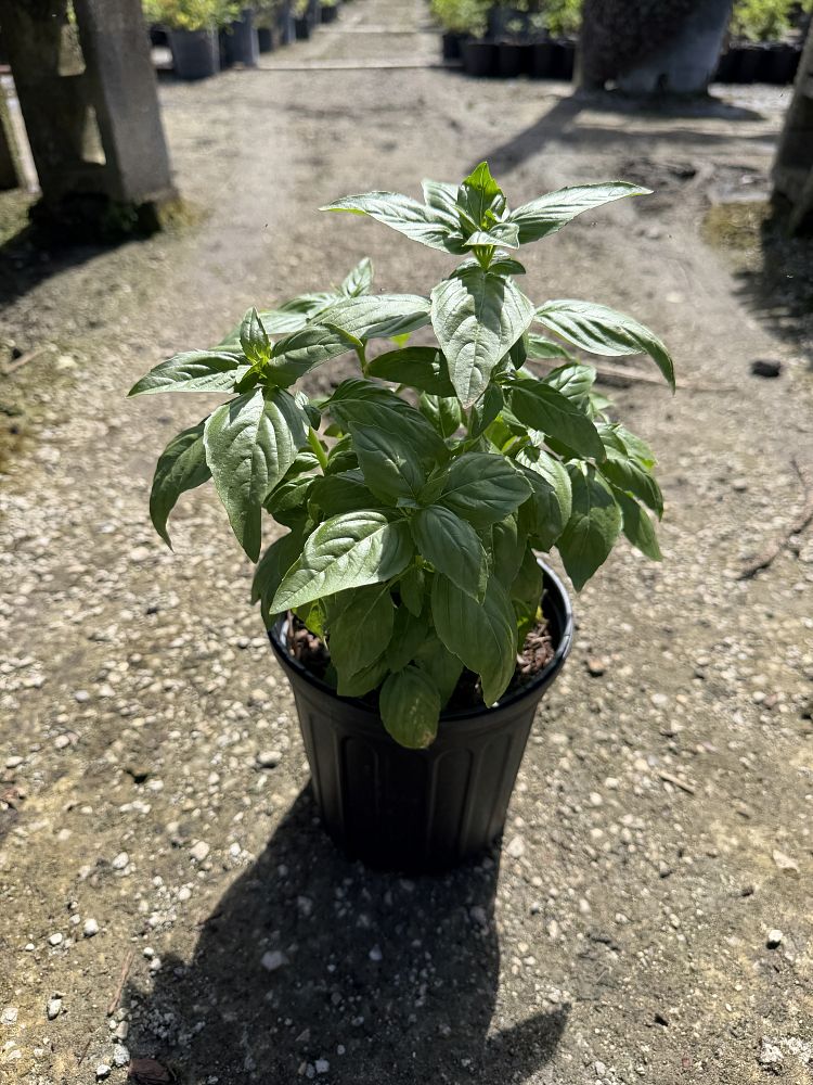 ocimum-basilicum-sweet-basil