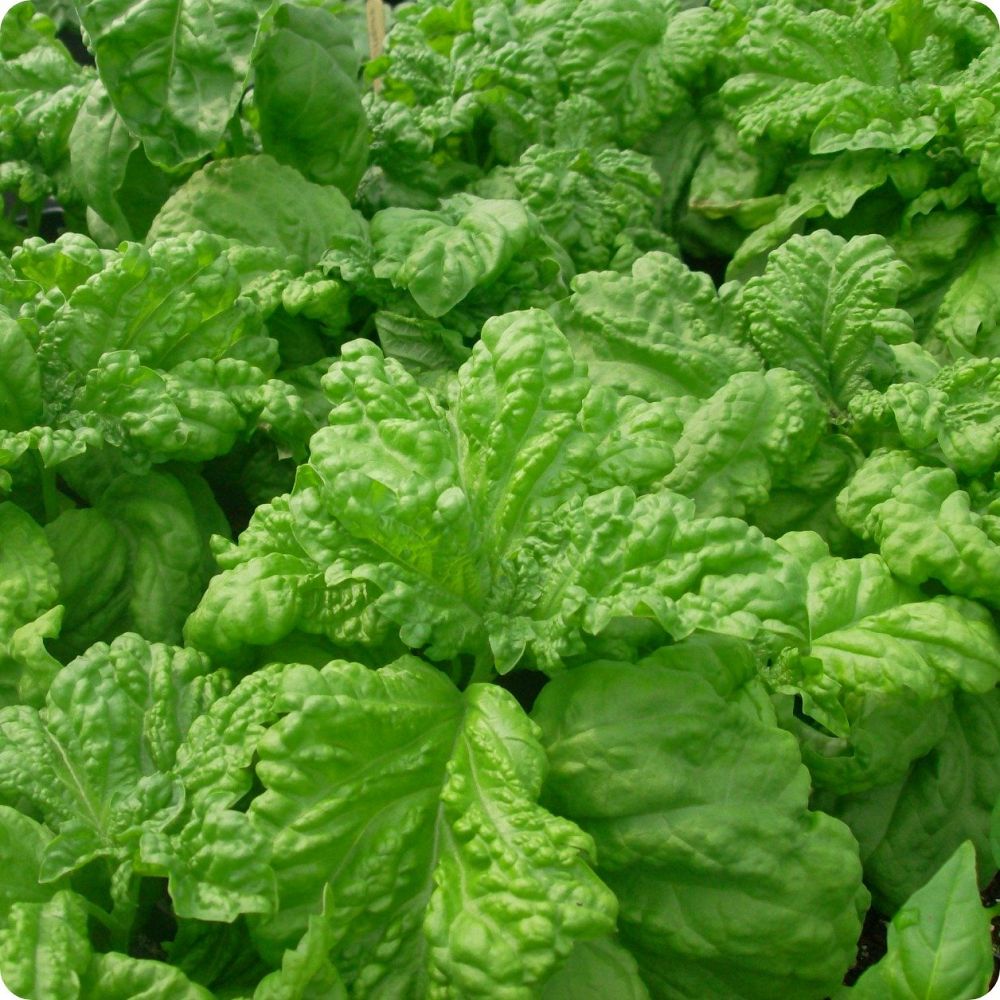 ocimum-basilicum-tuscany-basil