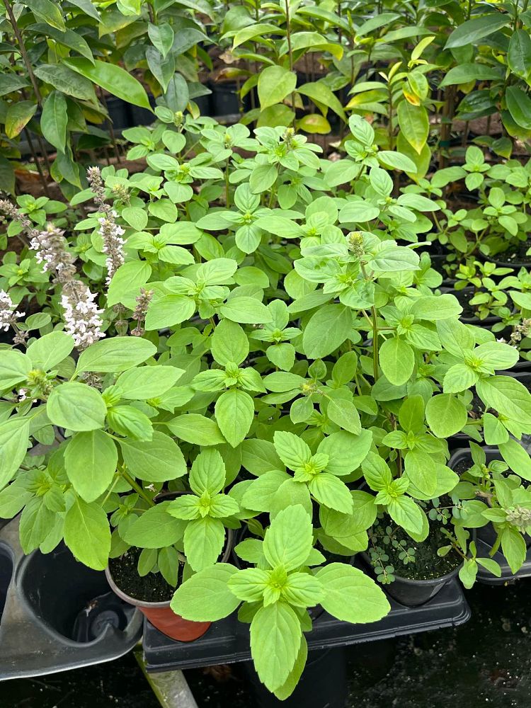 ocimum-kilimandscharicum-x-basilicum-purpureum-african-blue-basil