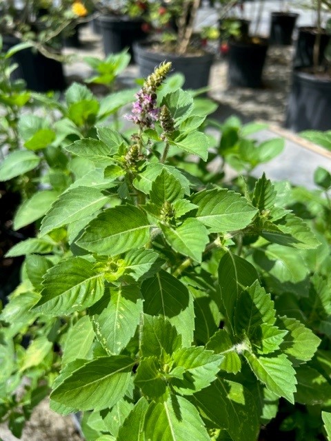 ocimum-tenuiflorum-thai-holy-basil