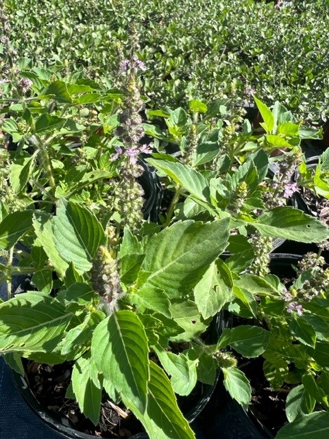 ocimum-tenuiflorum-thai-holy-basil