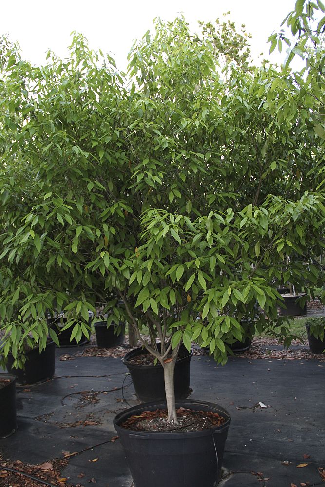 ocotea-coriacea-nectandra-coriacea-lancewood