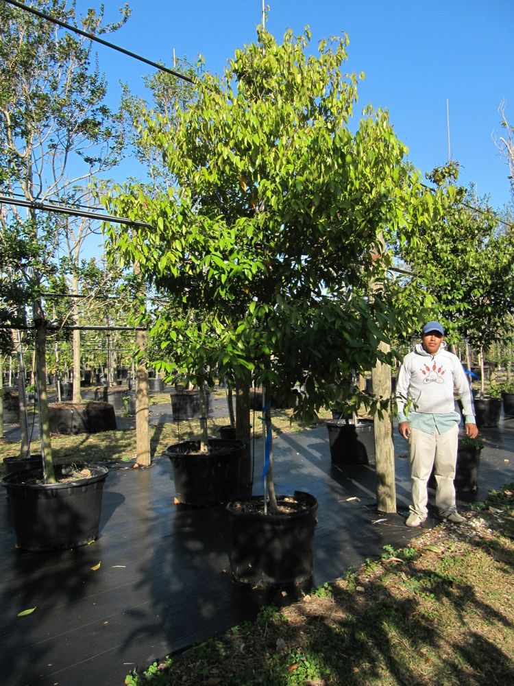 ocotea-coriacea-nectandra-coriacea-lancewood