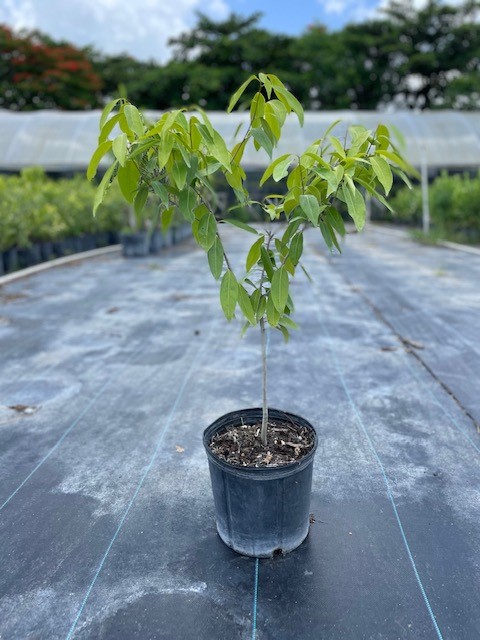 ocotea-coriacea-nectandra-coriacea-lancewood