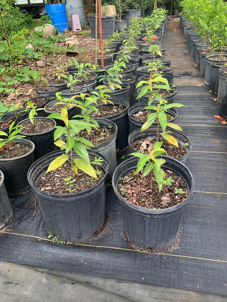 ocotea-coriacea-nectandra-coriacea-lancewood