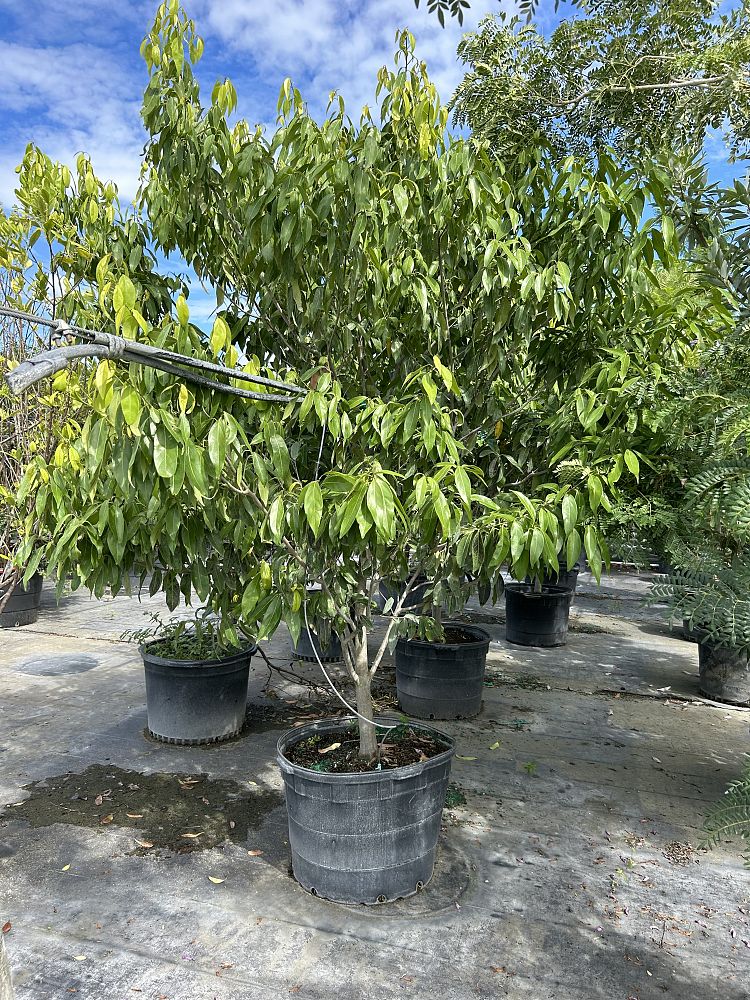 ocotea-coriacea-nectandra-coriacea-lancewood