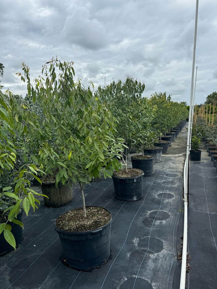 ocotea-coriacea-nectandra-coriacea-lancewood