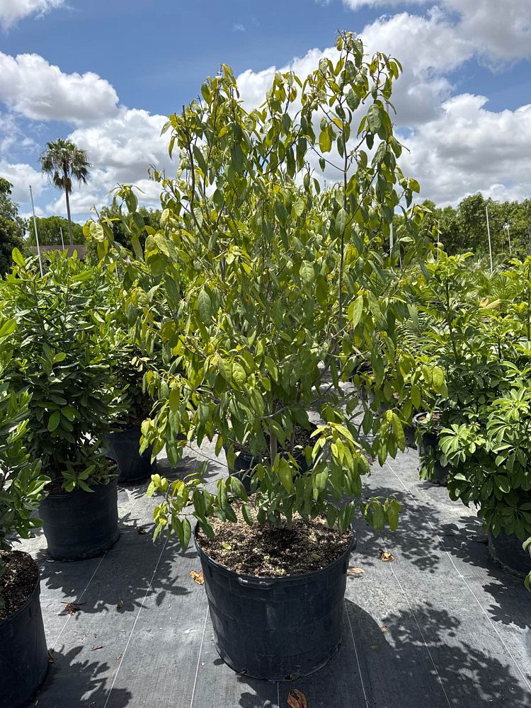 ocotea-coriacea-nectandra-coriacea-lancewood