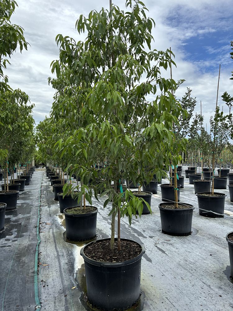 ocotea-coriacea-nectandra-coriacea-lancewood