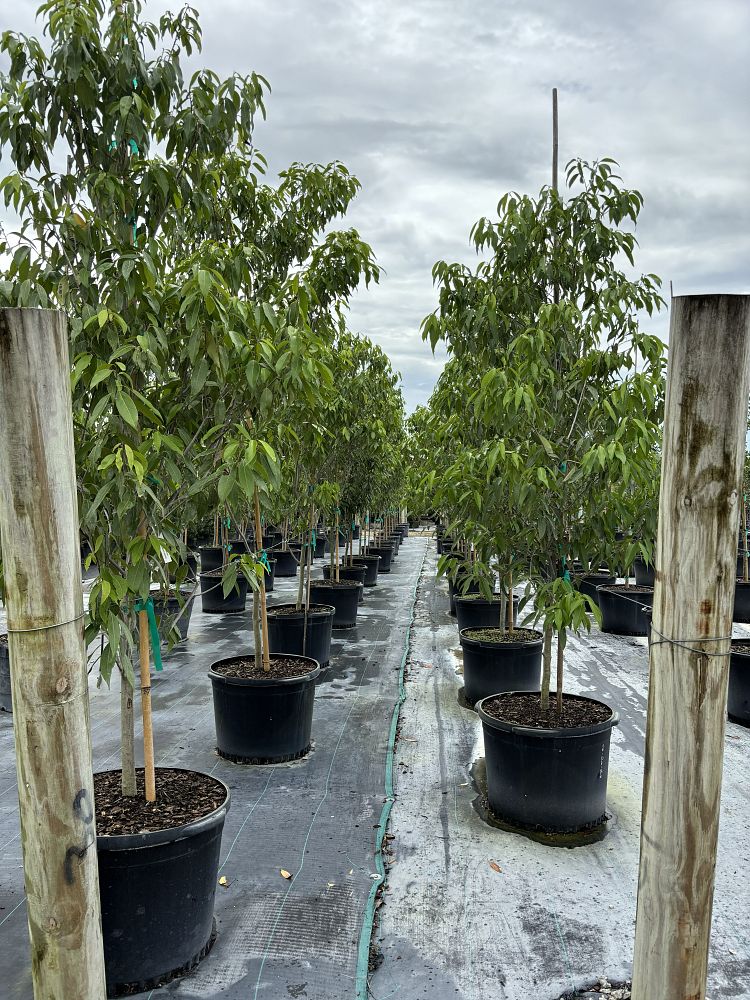 ocotea-coriacea-nectandra-coriacea-lancewood