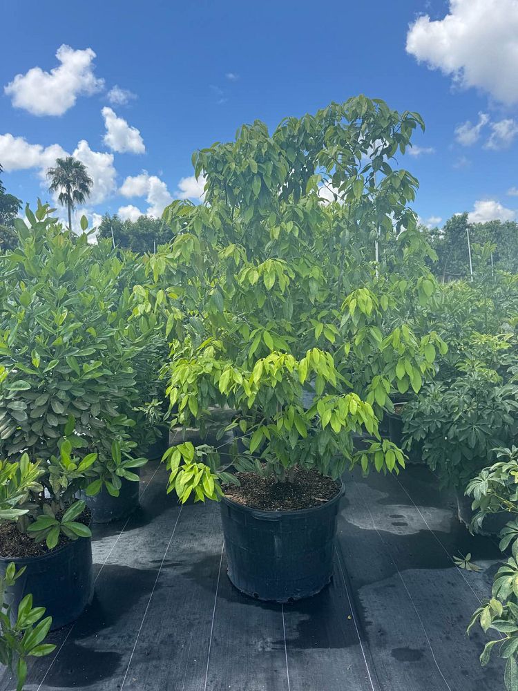 ocotea-coriacea-nectandra-coriacea-lancewood
