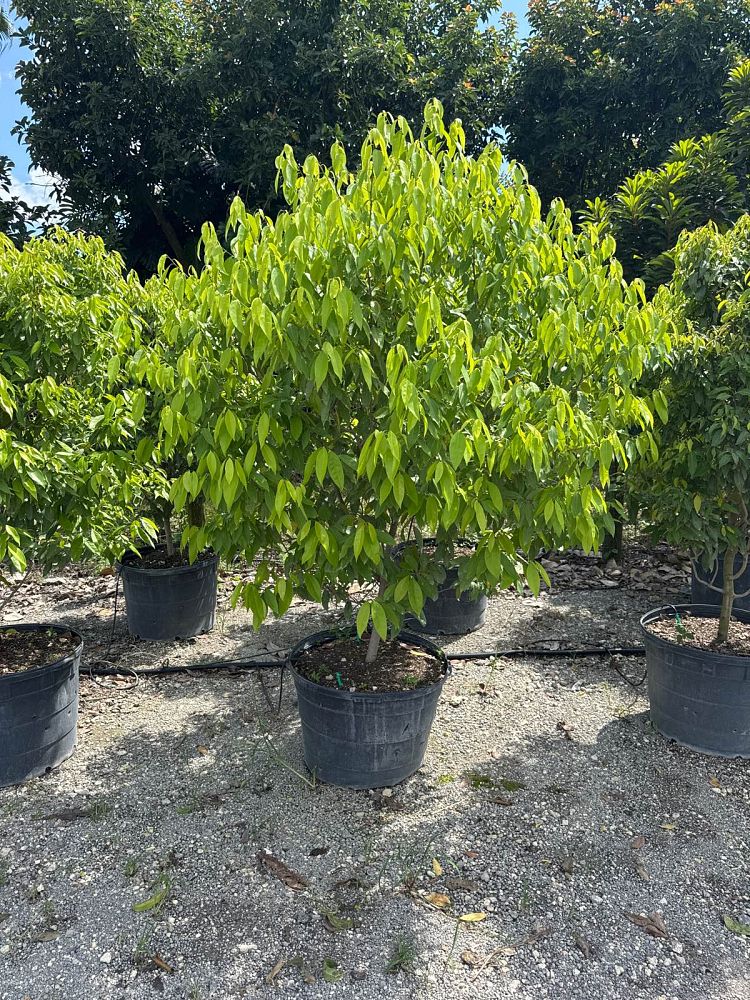 ocotea-coriacea-nectandra-coriacea-lancewood