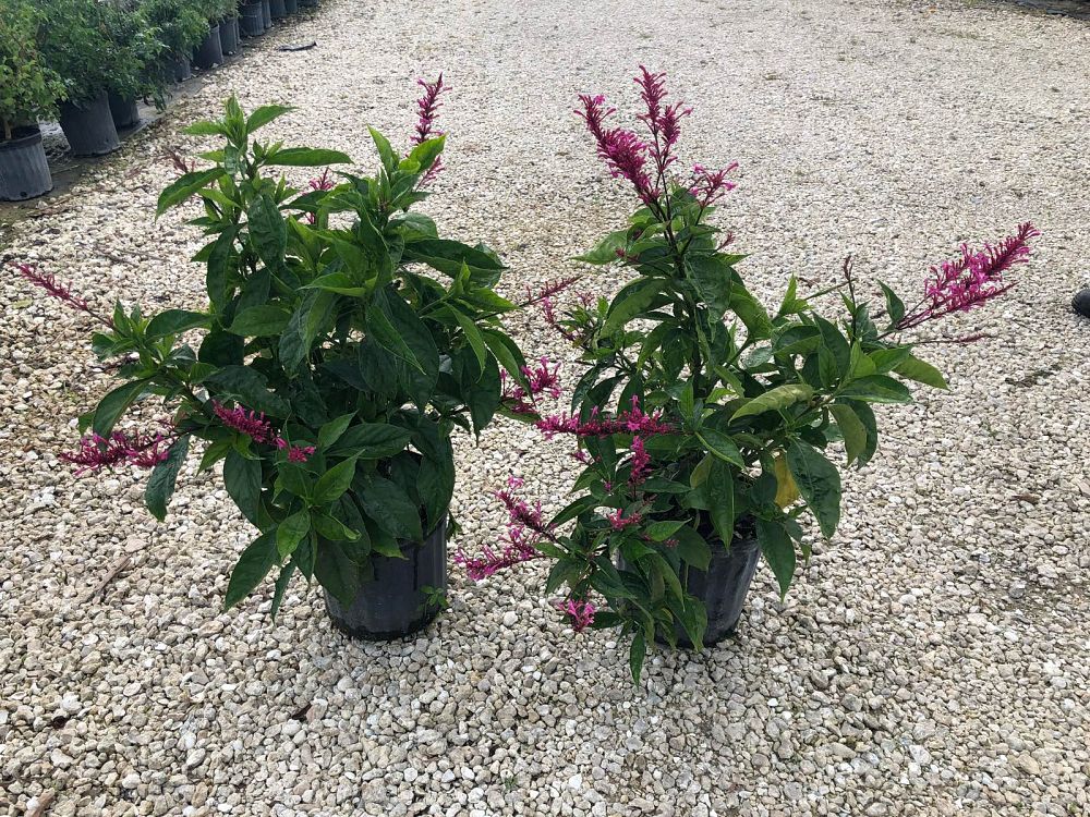 odontonema-callistachyum-purple-firespike