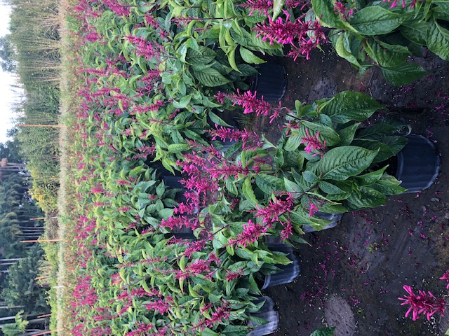odontonema-callistachyum-purple-firespike
