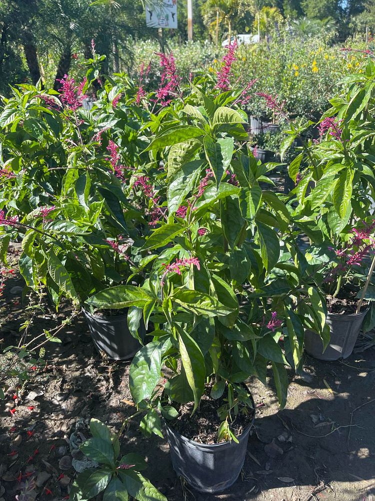 odontonema-callistachyum-purple-firespike