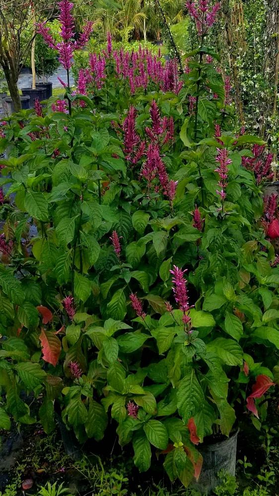 odontonema-callistachyum-purple-firespike