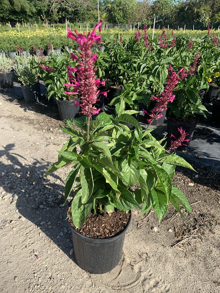 odontonema-callistachyum-purple-firespike