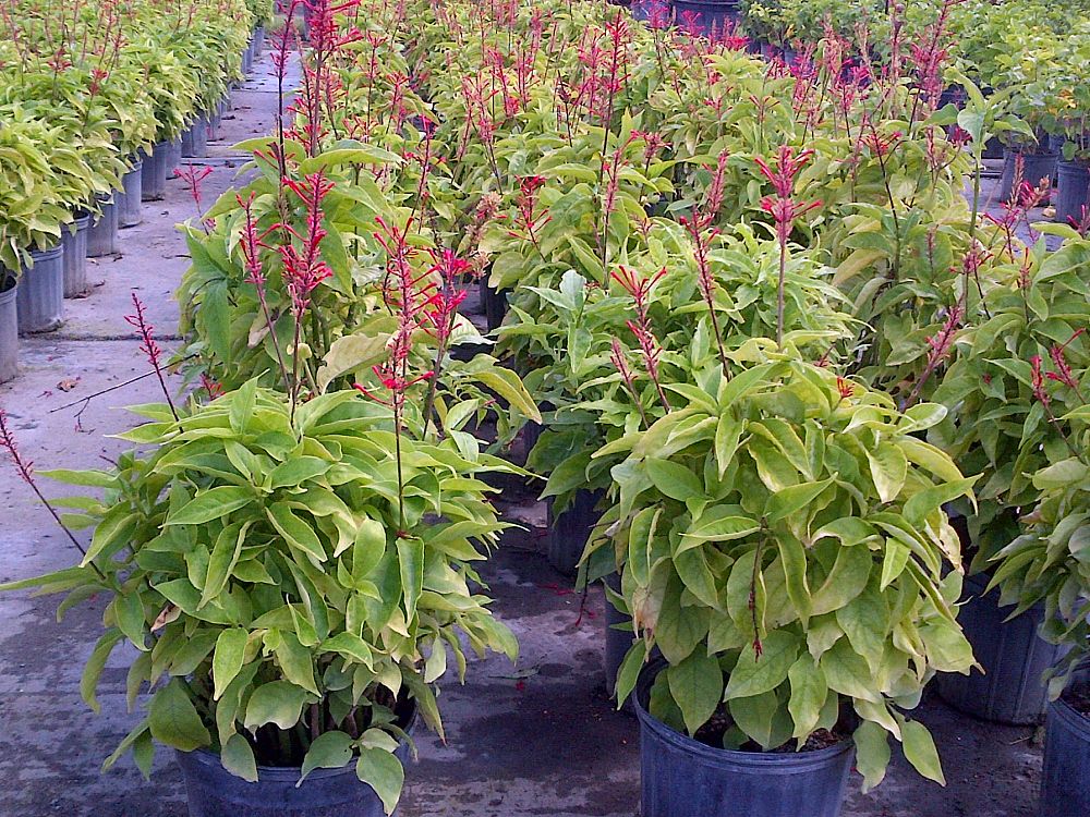 odontonema-strictum-red-firespike-red-odontonema-cuspidatum