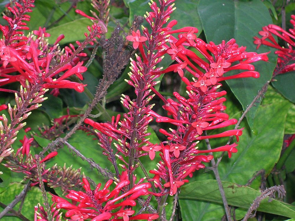 odontonema-strictum-red-firespike-red-odontonema-cuspidatum