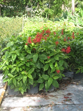 odontonema-strictum-red-firespike-red-odontonema-cuspidatum