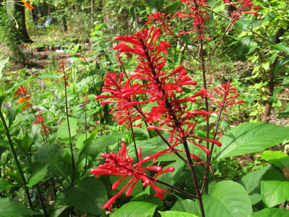 odontonema-strictum-red-firespike-red-odontonema-cuspidatum